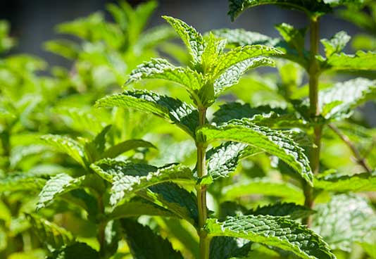 Menthol derived from mint oils provides a cooling and soothing effect to help alleviate discomfort