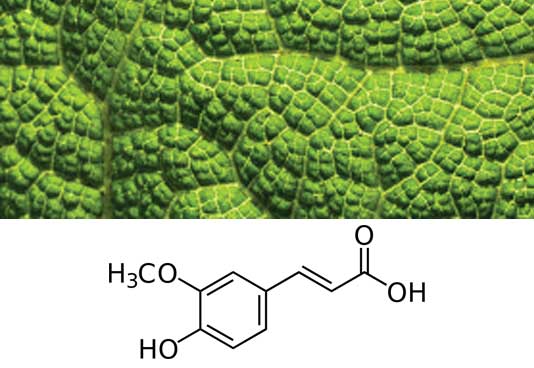 Ferulic Acid is an organic compound commonly found in plant cell wall components