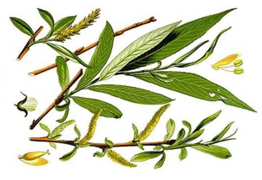 Salicylic Acid was originally obtained from Willow bark and various wintergreen leaves. Nowadays it is produced synthetically, but with the same cleansing and exfoliation properties